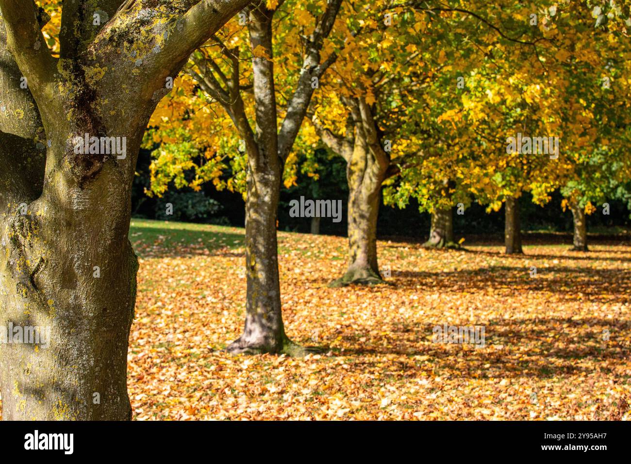 Eine ruhige Herbstszene mit einer Reihe von Bäumen mit leuchtend gelben Blättern. Der Boden ist mit herabfallenden Blättern bedeckt, was eine malerische Landschaft schafft. Stockfoto