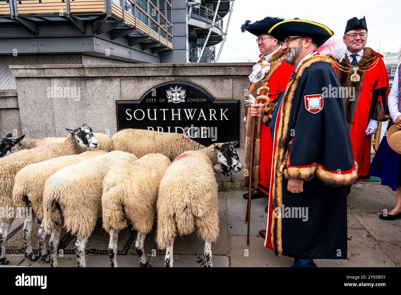 Der Bürgermeister von London Michael Mainelli und Würdenträger hüten Schafe auf der Southwark Bridge während der Annual Sheep Drive & Livery Fair in London, Großbritannien. Stockfoto