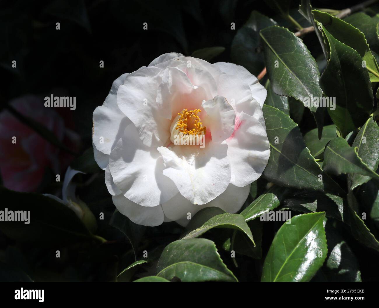 Camellia, Camellia japonica ' Lady Vansittar', Theaceae. Japan, Asien. Stockfoto
