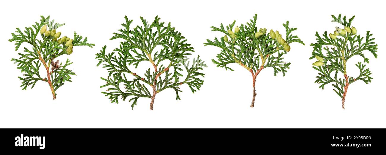 Ein Satz von Thuja occidentalis-Zweigen. Zweige von immergrünen Nadelbäumen sind auf weißem Hintergrund isoliert. Stockfoto