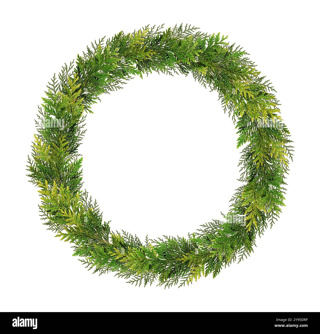 Kranz aus Thuja-Zweigen isoliert auf weißem Hintergrund. Designelement zum Erstellen von Urlaubsarrangements, Collagen, Karten, Einladungen. Stockfoto