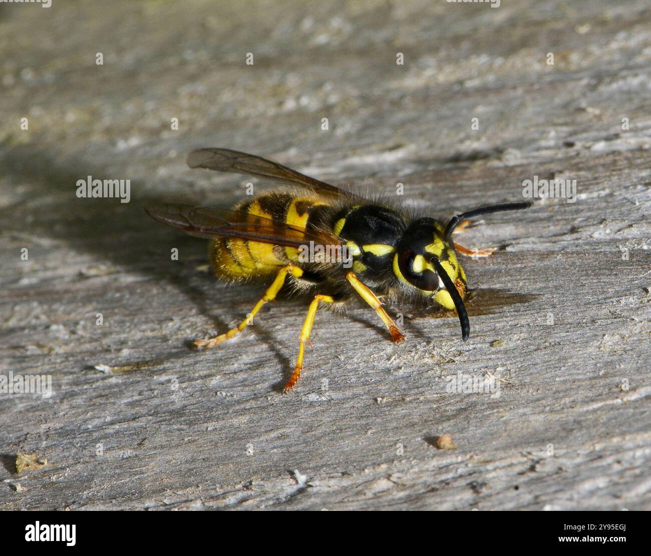 Eine gewöhnliche Wespe, Vespula vulgaris, sammelt Holzschrott für den Nestbau. Stockfoto