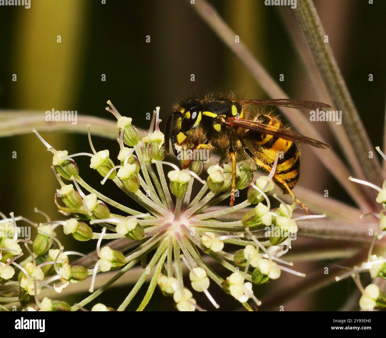 Eine gut fokussierte Wespenfütterung und Bestäubung der Wilden angelica. Nahaufnahme und gute Details. Stockfoto