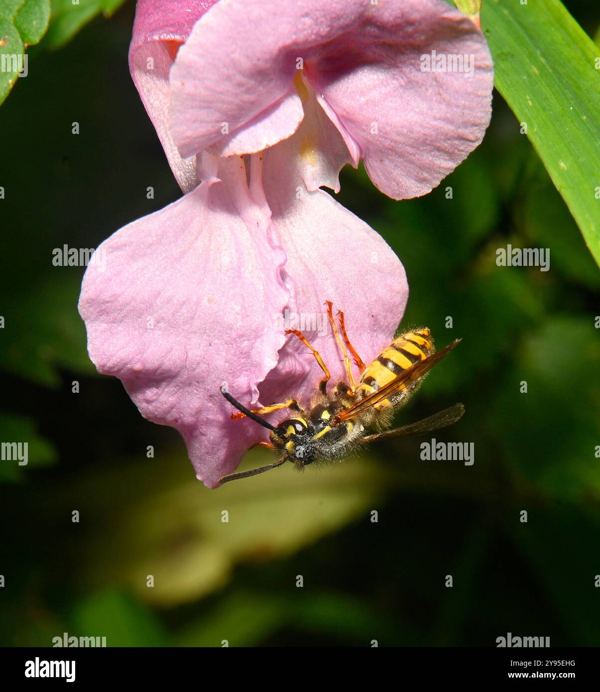 Eine Nahaufnahme von Vespula vulgaris, die sich von Himalaya-Balsam ernährt. Sein Thorax ist mit Pollenkörnern beschichtet. Stockfoto