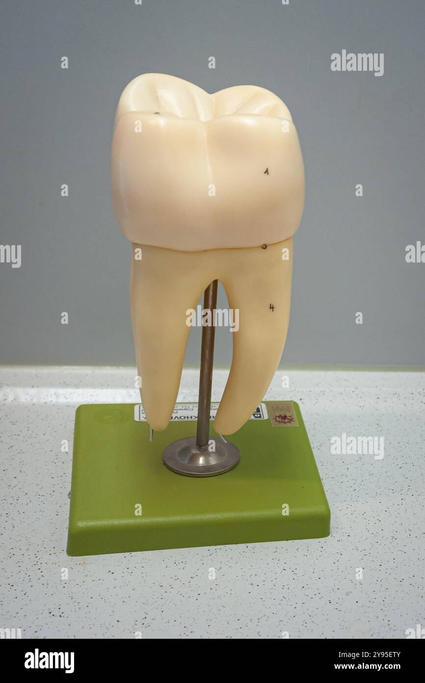 Großes Kunststoffmodell eines Backenzahns, das während des Biologiekurses der High School verwendet wird und manchmal auch auf dem Schreibtisch eines Zahnarztes gefunden wird Stockfoto