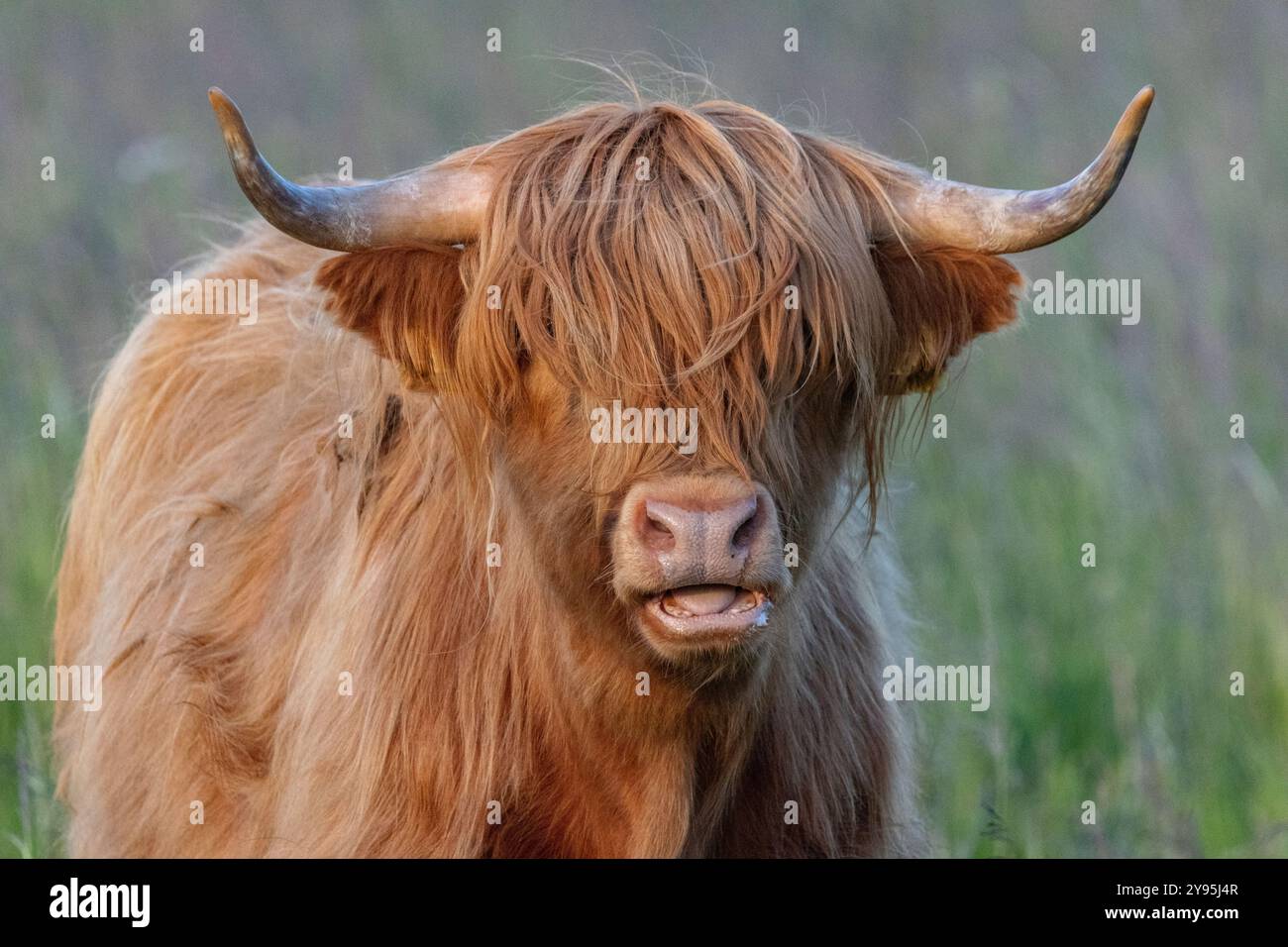 Hochlandrinder in Finnland Stockfoto