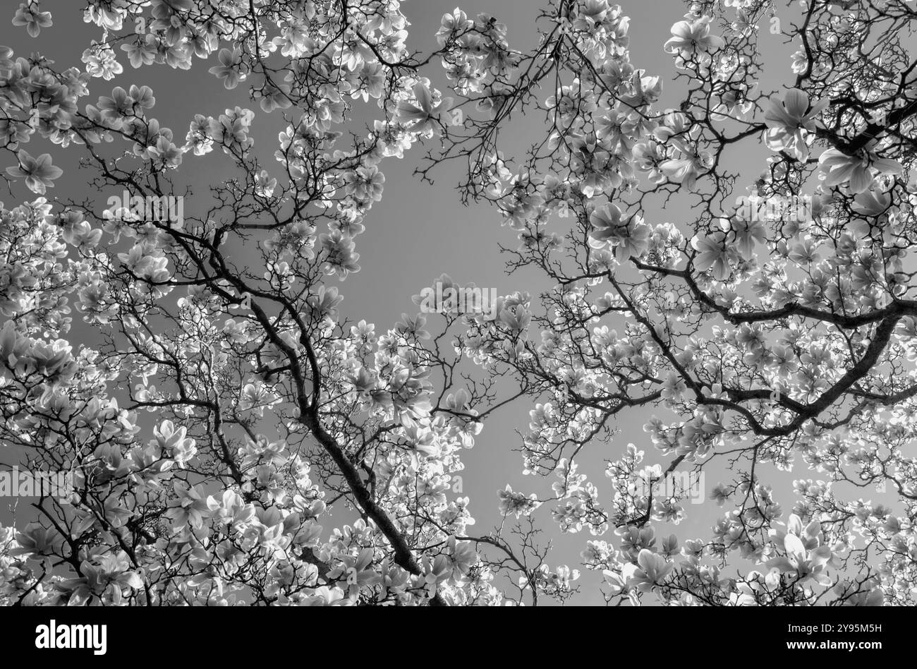 Die Feder. Rosa Magnolienblume auf blauem Himmel Hintergrund. Blütenmagnolienblüte. Stockfoto