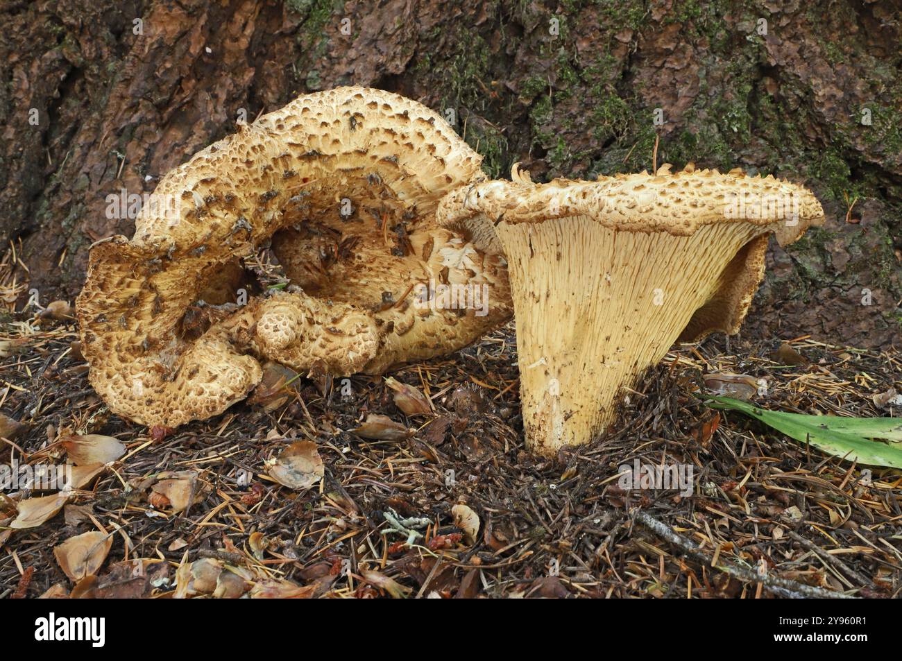 Gomphus kauffmanii, oder Wooly-Pfifferling, wächst im tiefen Regenwald in den Oregon Cascade Mountains bei Marian Forks, Oregon. Stockfoto