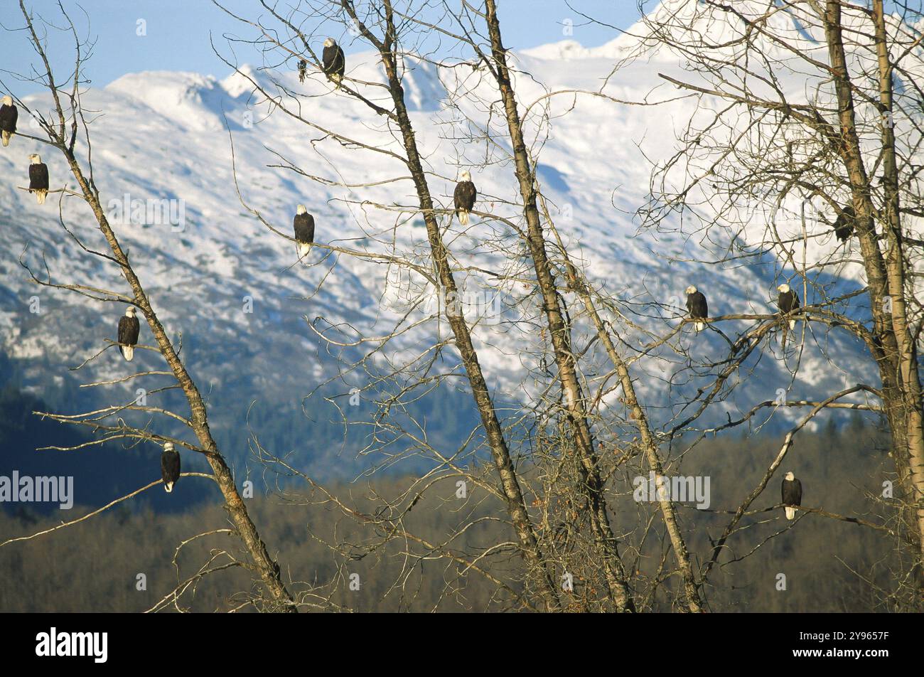 Weißkopfseeadler (Haliaeetus leucocephalus), Adlerhaufen auf Lachsjagd im Chilkat Valley bei Haines, Alaska, USA, Nordamerika Stockfoto