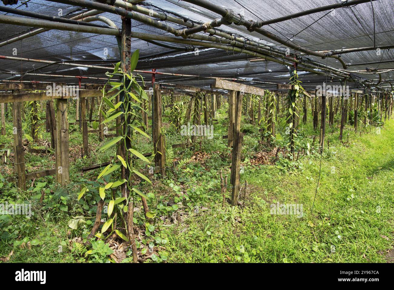 Vanilla, Le Domaine de Saint Aubin, Zuckerfabrik, Rum, Indischer Ozean, Insel, Mauritius, Afrika Stockfoto