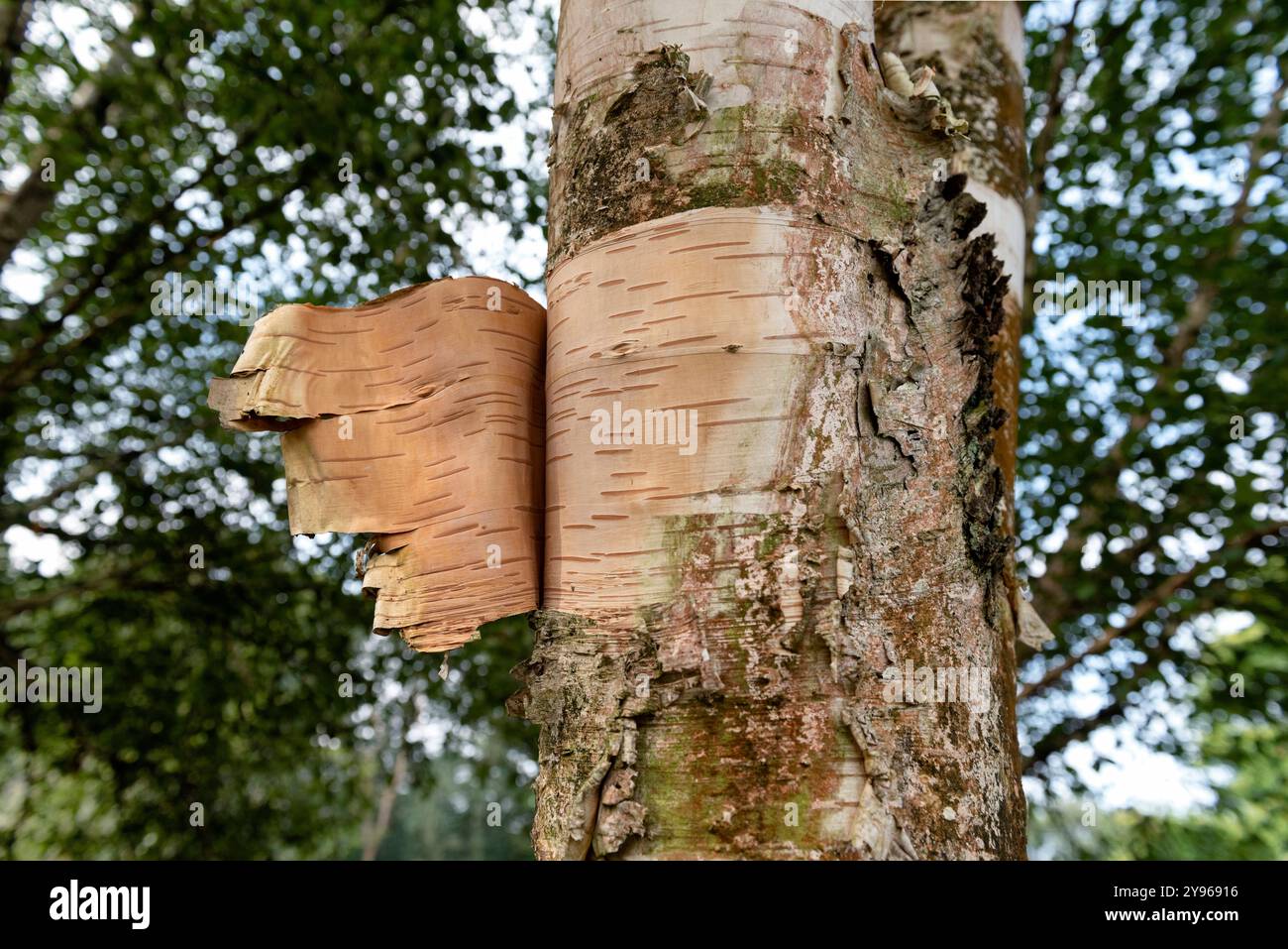 Birkenbaum, der Rinde mit Bäumen im Hintergrund abschüttet Stockfoto