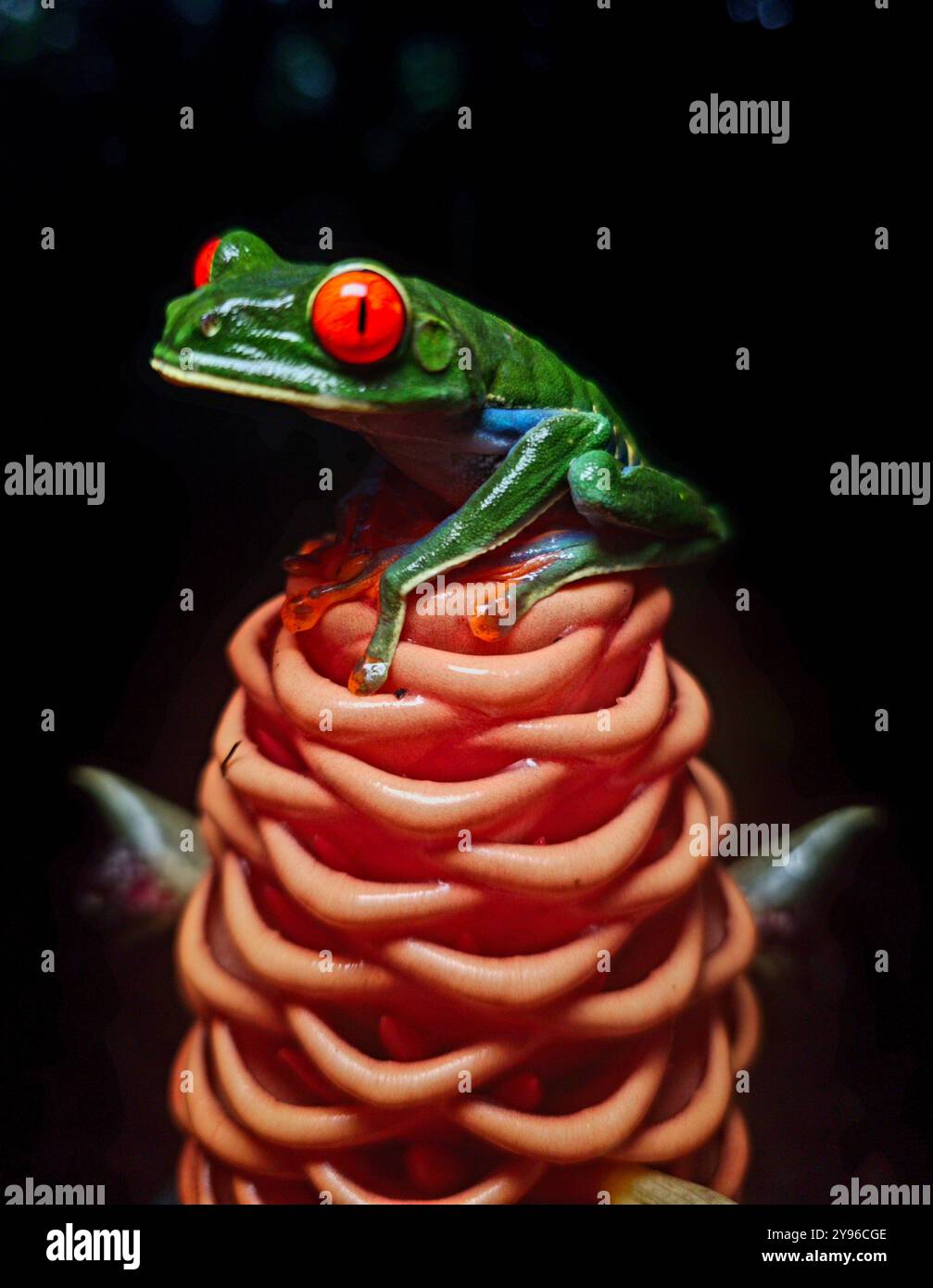 Rotaugenfrosch (Agalychnis callidryas) aus Costa Rica Stockfoto