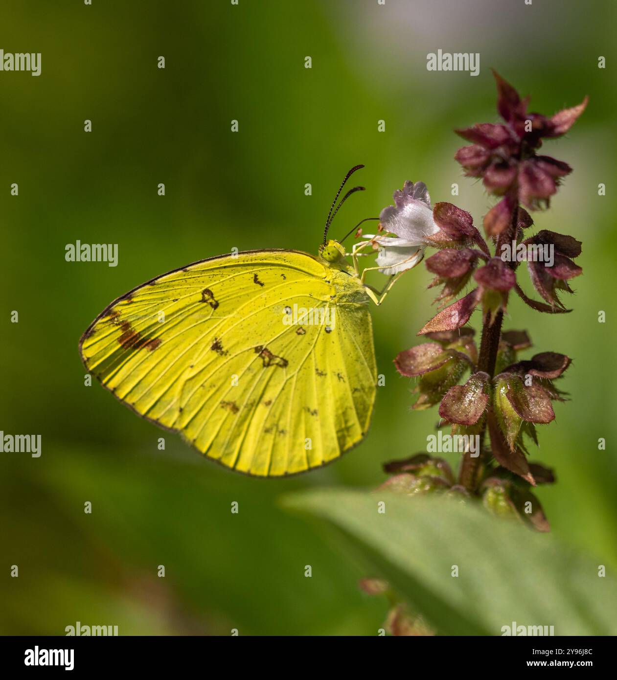Kleines Gras Gelb Stockfoto