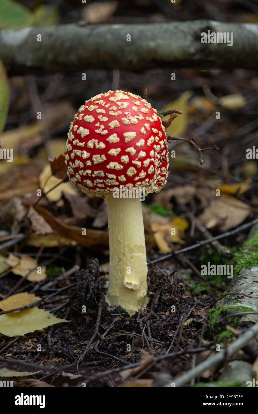 Fliegen Sie Agarpilz. Ein giftiger Pilz. Roter Hut, der Herbstpilz im Wald. Stockfoto