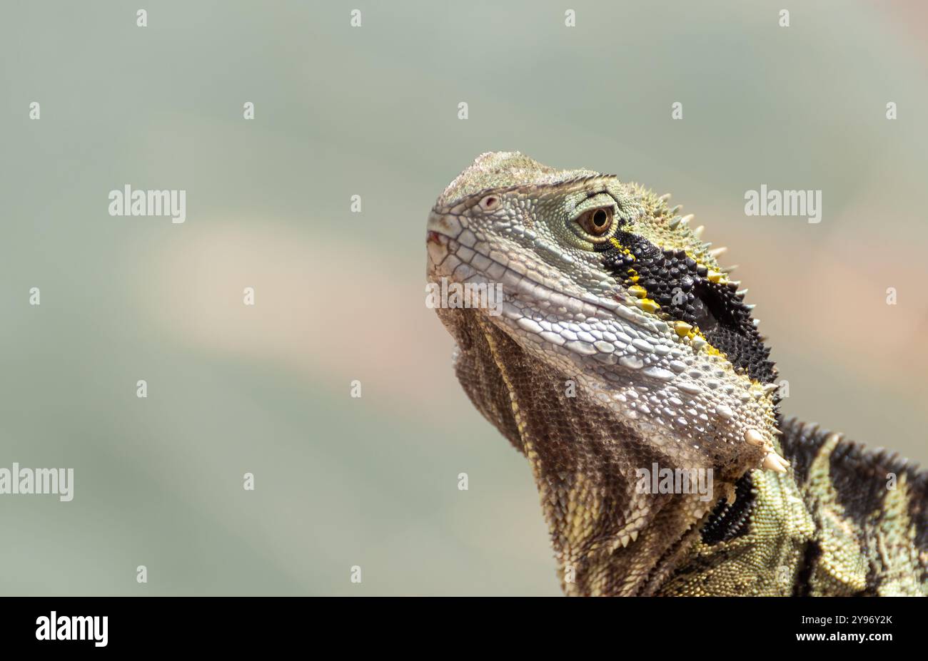 Östlicher Wasserdrache ( Intellagama lesueurii ) große halbaquatische Echse mit scharfen Stacheln und alten Merkmalen, die um Bäche und Flüsse leben. Stockfoto