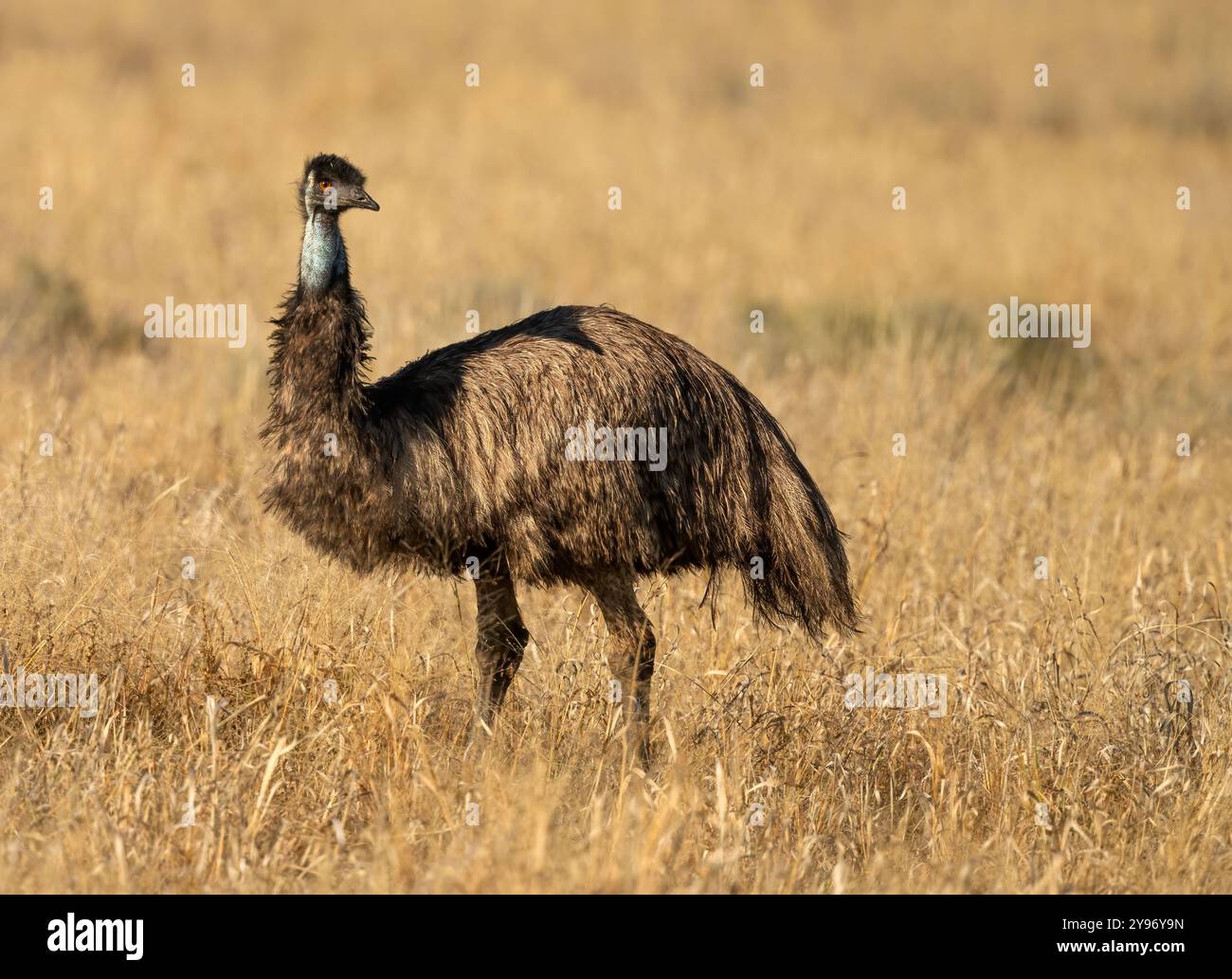Der emu (Dromaius novaehollandiae) ist eine Art flugunfähiger Vögel, die in Australien endemisch ist und dort der höchste einheimische Vogel ist. Stockfoto