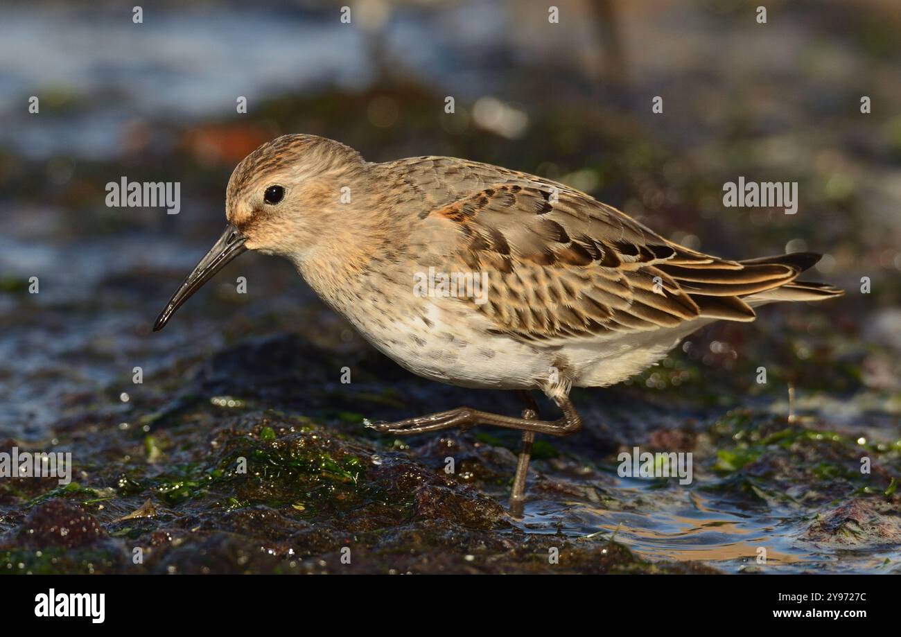 Dunlin, der in Schlamm geht Stockfoto