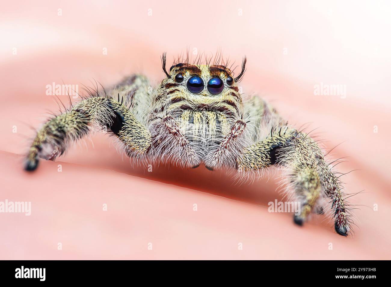 Nahaufnahme einer springenden Spinne auf rosafarbenem Hintergrund mit ihren leuchtenden Farben und behaarten Beinen. Der Arachnid blickt mit seinen vielen Augen nach vorne. Stockfoto