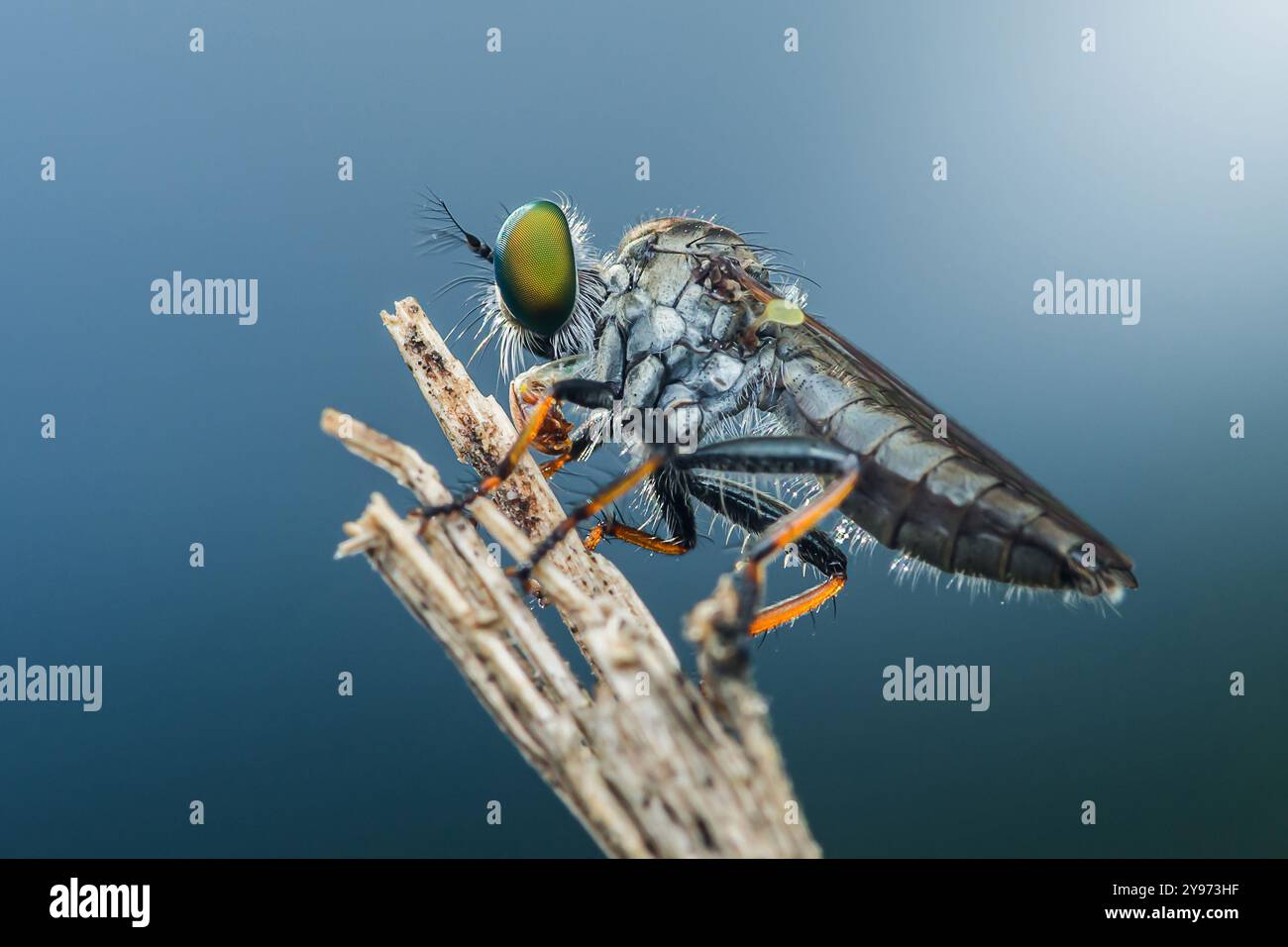 Räuberfliege mit orangefarbenen Beinen sitzt auf einem Ast, mit großen grünen Augen die Umgebung abtastet. Stockfoto