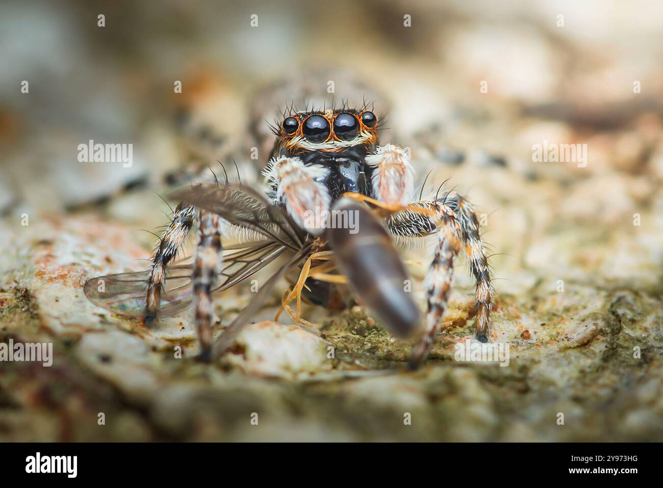 Die springende Spinne isst eine Fliege auf einem Felsen und zeigt die Interaktion zwischen Raubtier und Beute in der Natur mit leuchtenden Farben und komplexen Details. Stockfoto