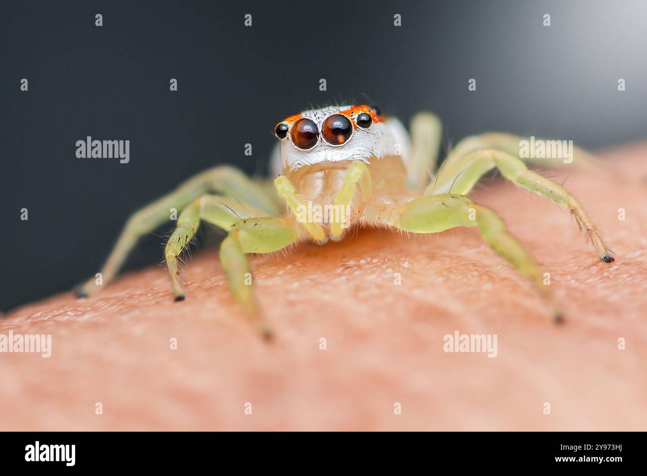 Springende Spinne mit einem weiß-orangen Kopf sitzt selbstbewusst auf der Hand. Mit filigranen Details wie haarigen Beinen und acht neugierigen Augen. Schauen Stockfoto