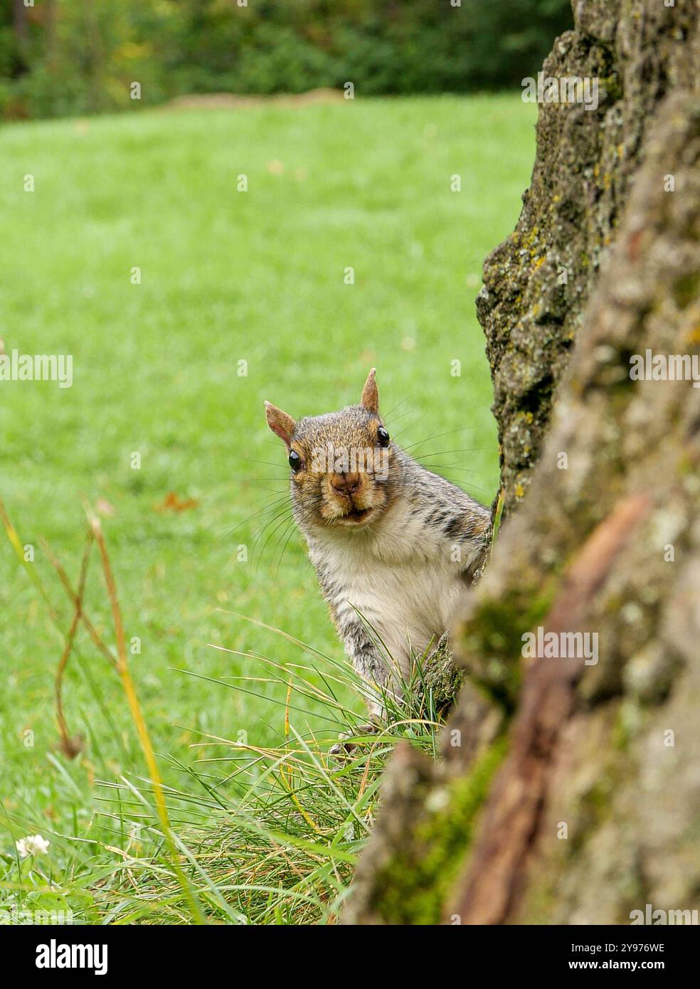 Kanada, Québec, Montreal: Kurioses östliches Eichhörnchen (sciurus carolinensis), das sich hinter einem Baumstamm versteckt und dem Fotografen auf den Wiesen zugewandt ist Stockfoto