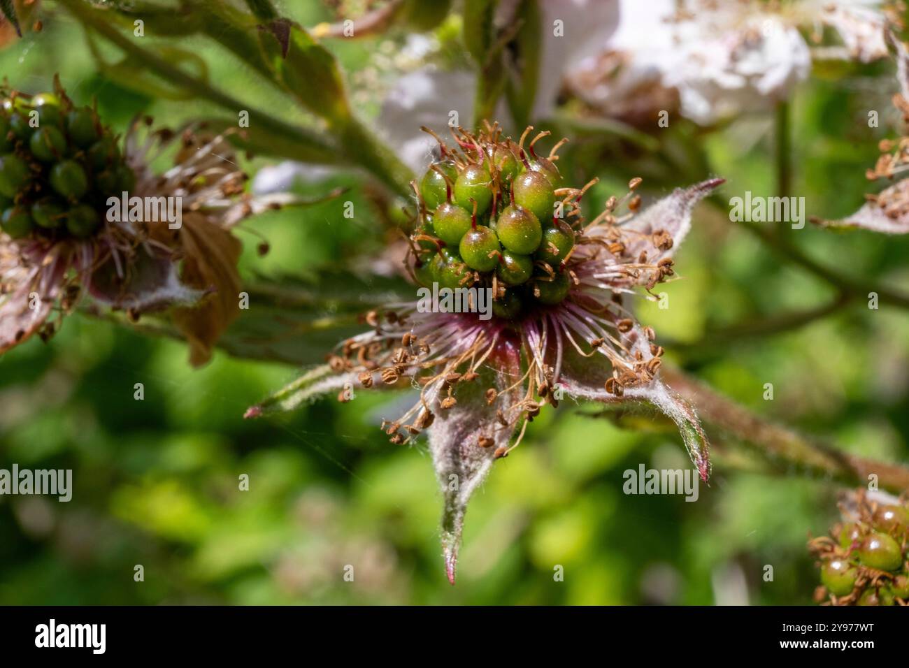 Entwicklung der brombeere, Frucht des Maulbeerbaums (rubus sp), nach der Blüte im Frühjahr, Umwandlung der Blüte in eine Frucht nach Polli Stockfoto