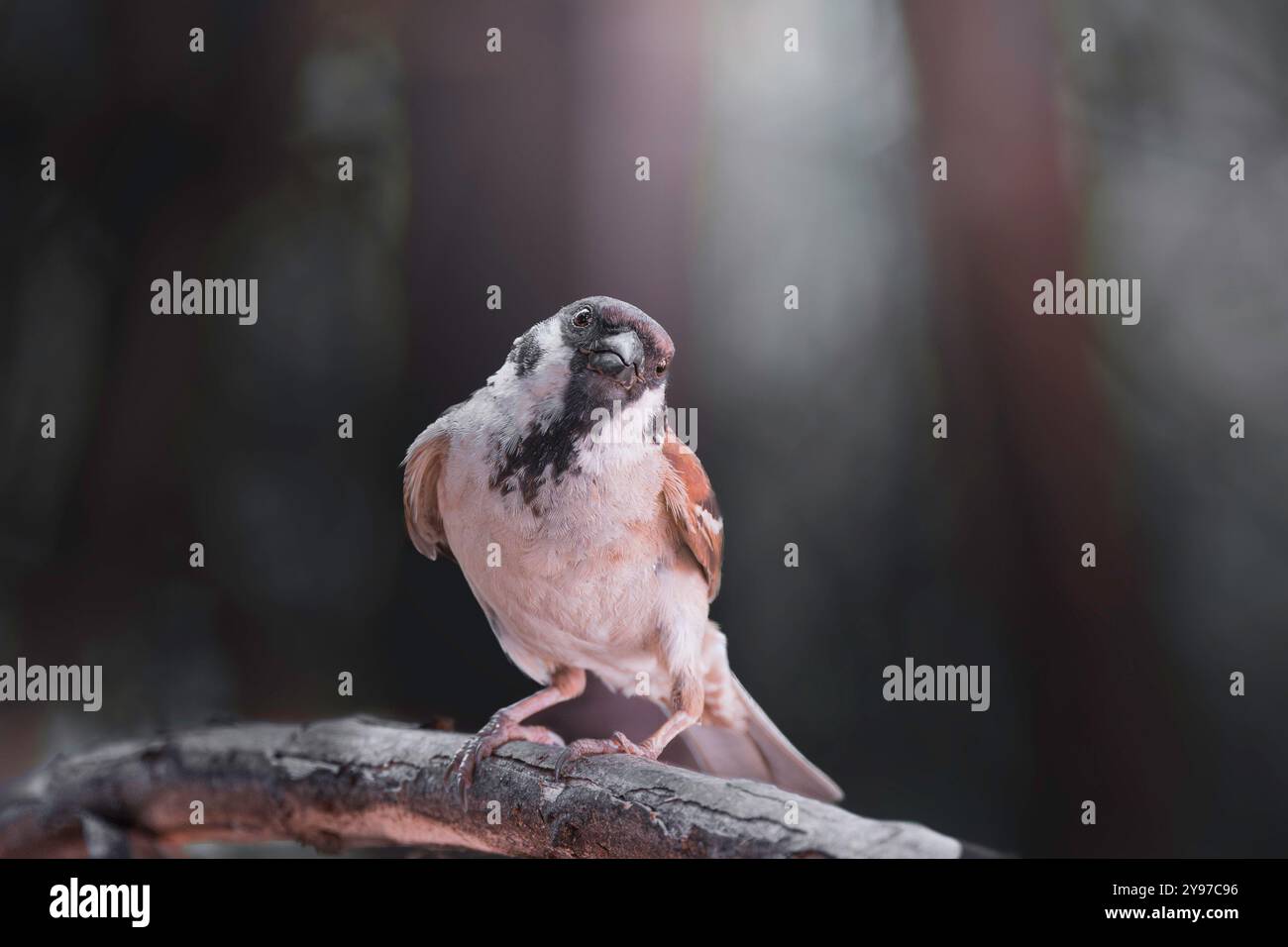 Männlicher Baumsperling im erstaunlichen Licht (Passer montanus), ein Vogel, der in städtischen Gärten häufig vorkommt Stockfoto