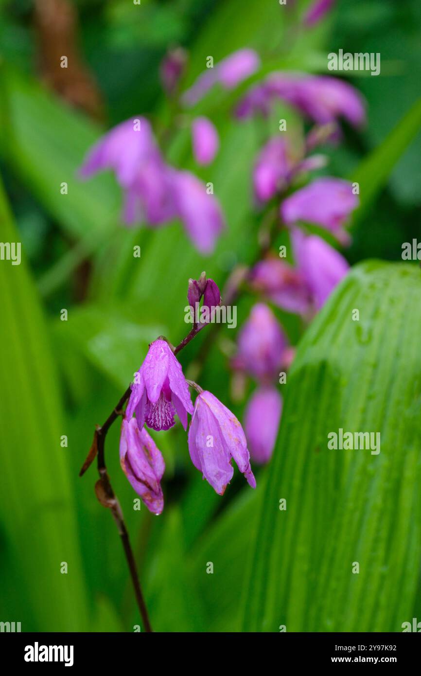 Bletilla striata, Hyazinth Orchidee, Chinesische Ground Orchidee, geriffelte, schwertförmige Blätter, rosafarbene Orchideenblüten Stockfoto