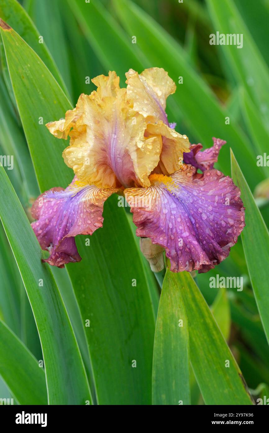 Tall Bearded Iris Trillion, Yellow Standard, violette Adern und Mittelrippe, Rose Stürze, violette Waschung, Bärte mit gelber Spitze Stockfoto