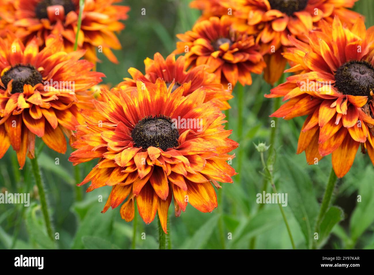 Rudbeckia hirta verzauberter Einbruch der Dunkelheit, Orange/Sepia-Doppelkoneflower, der mit zunehmendem Alter die Farbe wechselt Stockfoto