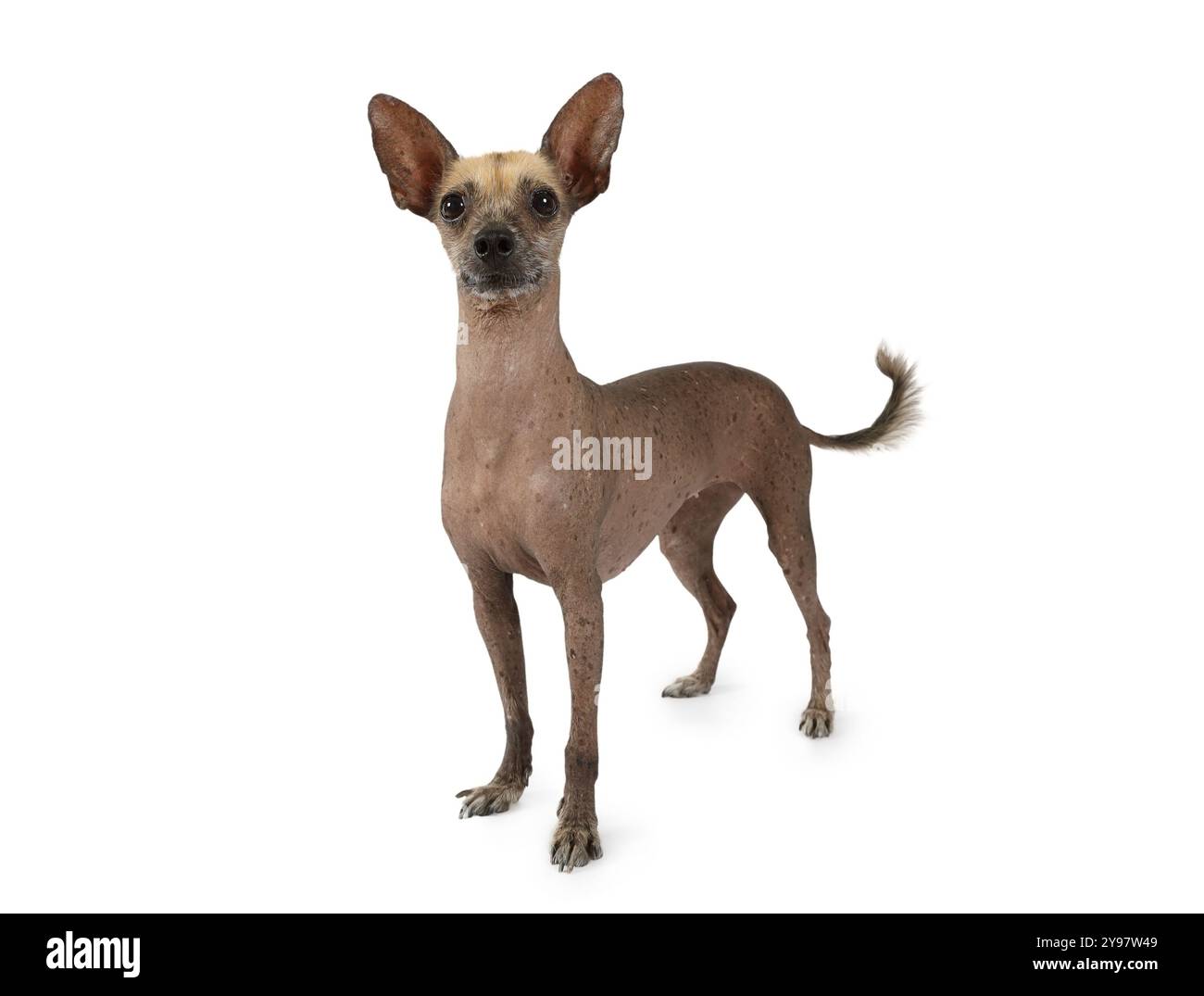 Studio-Aufnahme eines reinrassigen Xoloitzcuintli-Hundes, der auf weißem Hintergrund steht Stockfoto