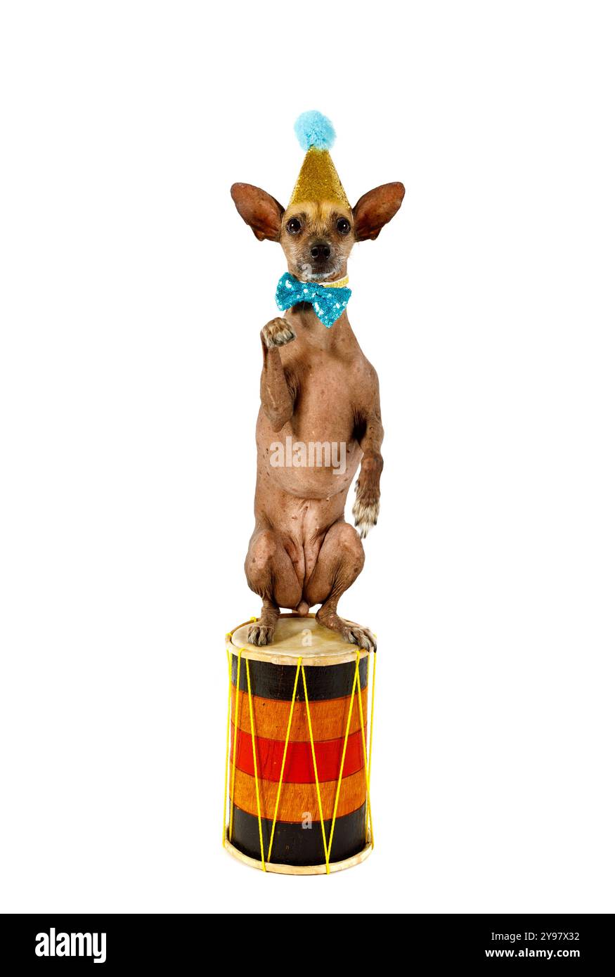 Xoloitzcuintli Hund in einem Clownhut und Fliege stehend auf seinen Hinterbeinen auf der Trommel, isoliert auf weißem Hintergrund Stockfoto