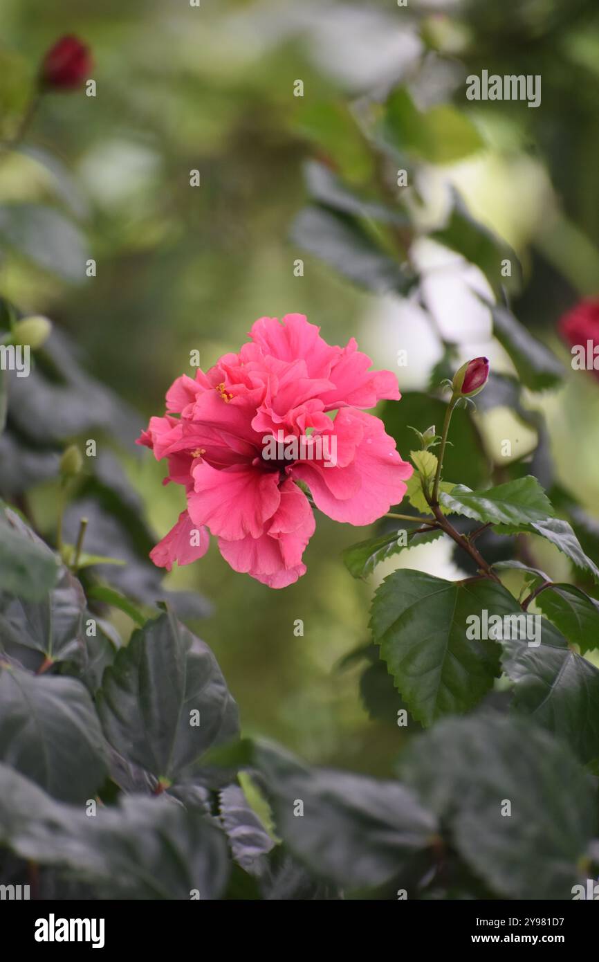 Es ist eine zweiköpfige Hibiskusblüte. Seine Farbe ist pink.its Blüte auf Assam. Es ist eine Hybridblume Stockfoto