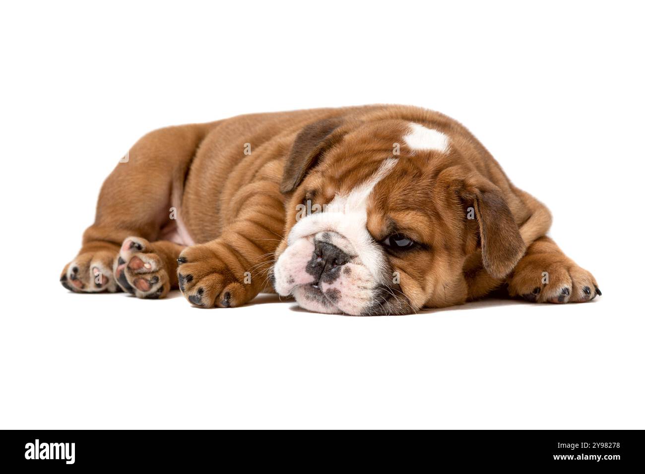 Dieser niedliche verschlafene braune und weiße Bulldog-Welpe ist isoliert auf einem weißen Hintergrund. Perfekt für den Einsatz in der Tierpflege, Tierheimen oder als Hintergrund Stockfoto