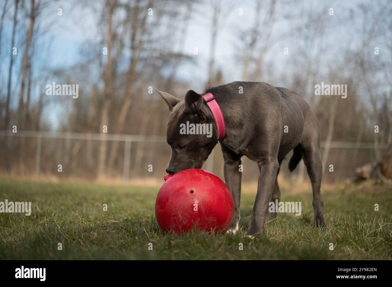 Pitbull Terrier Welpe spielt mit einem Hundespielzeug im Hof Stockfoto