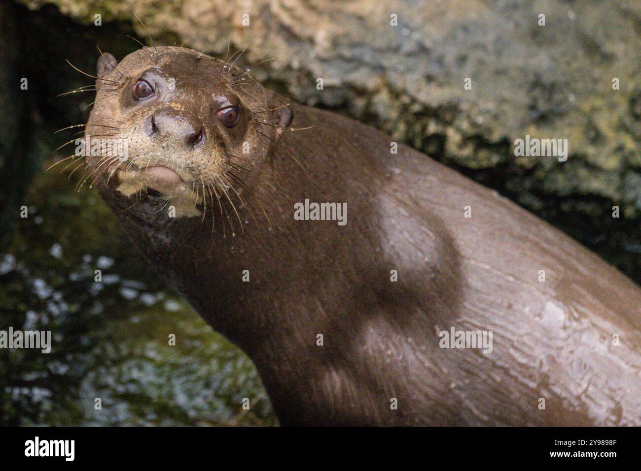 Riesenotter oder Riesenotter, Pteronura brasiliensis, an Land in der Nähe von Felsen, gefangen Stockfoto