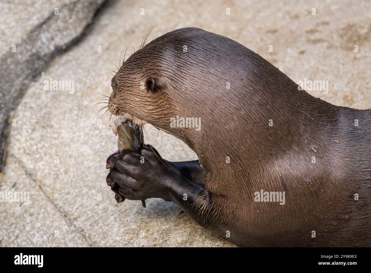 Riesenotter oder Riesenotter, Pteronura brasiliensis, Fisch auf einem Felsen essen, gefangen Stockfoto