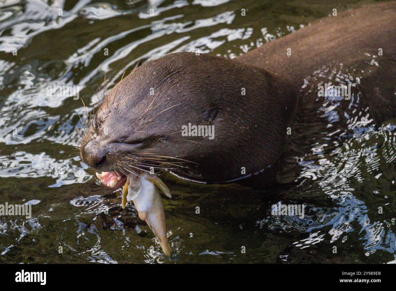 Riesenotter oder Riesenotter, Pteronura brasiliensis, Fisch essen, während er im Wasser schwimmt, gefangen Stockfoto