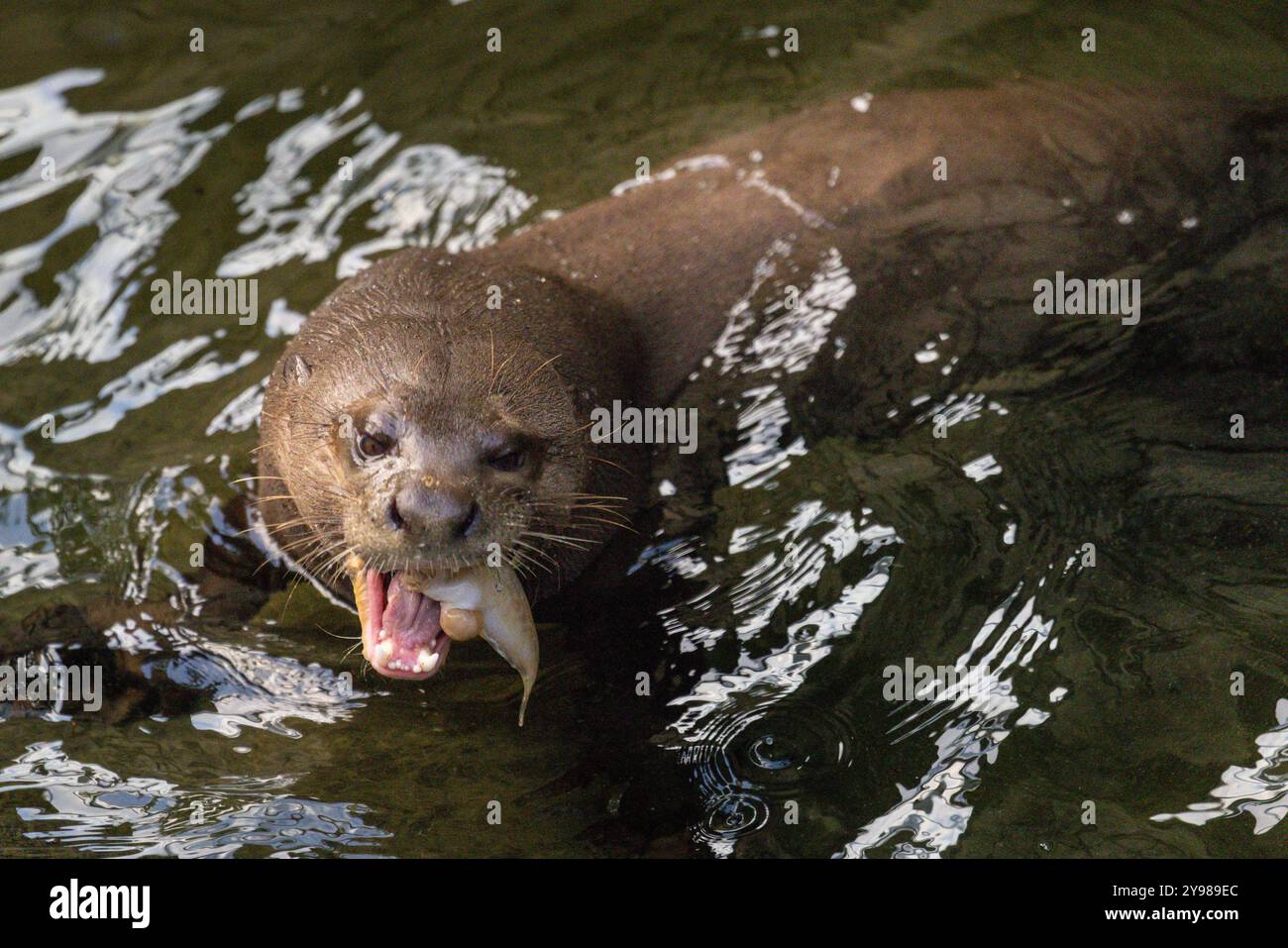 Riesenotter oder Riesenotter, Pteronura brasiliensis, Fisch essen, während er im Wasser schwimmt, gefangen Stockfoto