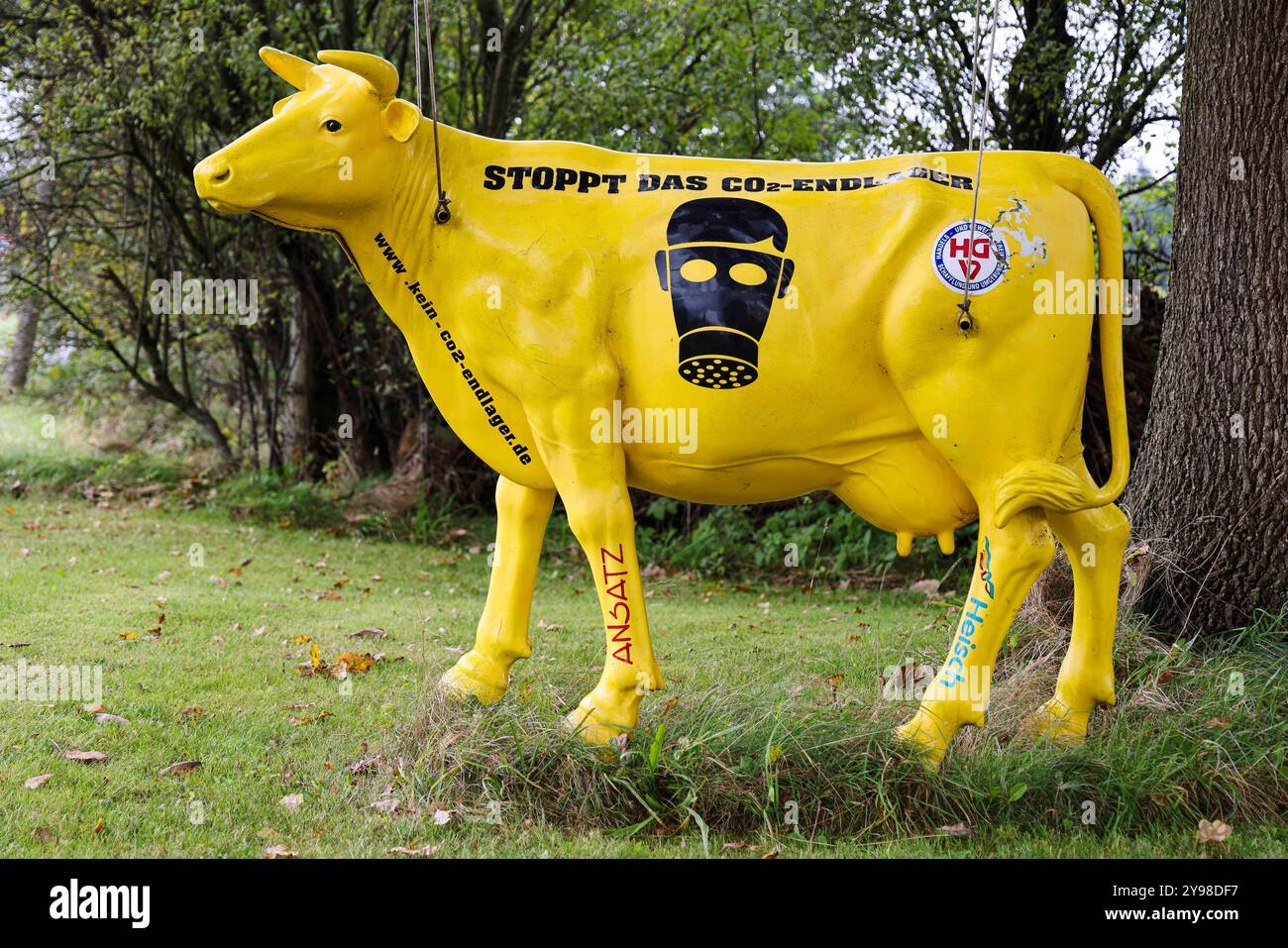 Stadum, Deutschland. Oktober 2024. Eine Plastikkuh steht am Straßenrand aus Protest. Viele Gemeinden in Nordfriesland kämpfen gegen die politischen Pläne, Kohlendioxid (CO2) unterirdisch in die Nordsee zu spritzen. Frank Molter/dpa/Alamy Live News Stockfoto