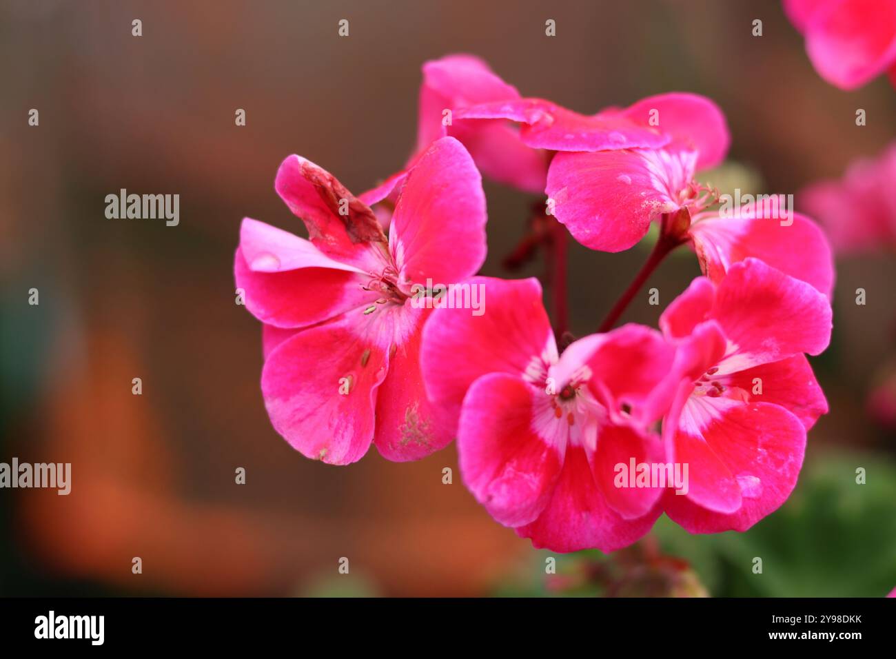 Rosa Geranie Blumen im Garten, Nahaufnahme des Fotos Stockfoto