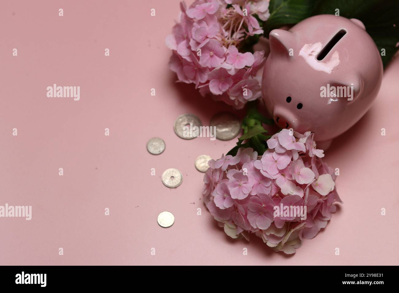 Rosafarbene Schweinebank mit Münzen und Hortensie Blumen auf rosa Hintergrund mit Platz für Text. Konzept der finanziellen Kompetenz. Stockfoto