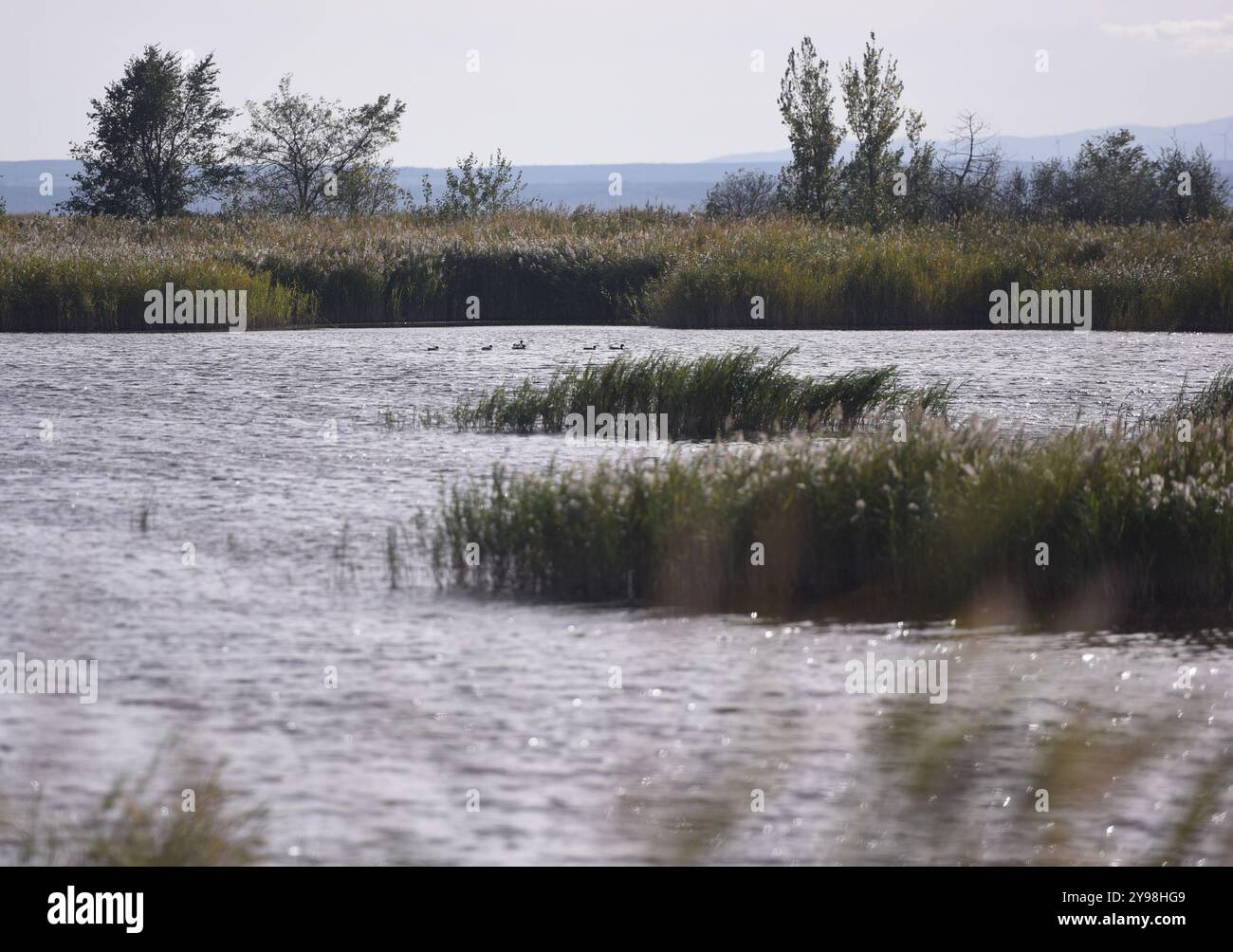 (241009) -- WIEN, 9. Oktober 2024 (Xinhua) -- dieses Foto vom 8. Oktober 2024 zeigt den Nationalpark Neusiedler See-Seewinkel, Österreich. Der chinesische Tech-Gigant Huawei hat hier am Dienstag eine Veranstaltung veranstaltet, um zu zeigen, wie seine Technologie zum Schutz der biologischen Vielfalt in einem der österreichischen Nationalparks beiträgt. Seit 2021 arbeitet Huawei mit dem Nationalpark Neusiedler See-Seewinkel und der Universität Wien zusammen, um die Biodiversität im Park zu schützen, die durch den Klimawandel bedingte Wasserspiegelschwankungen maßgeblich beeinflusst wurde. Mithilfe von akustischen Geräten und künstlicher Intelligenz überwacht Huawei Stockfoto