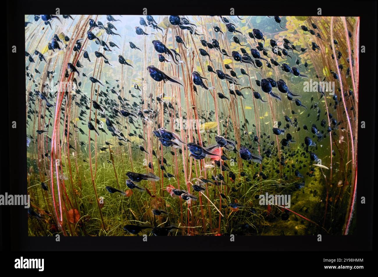 Die Ausstellung Wildlife Photographer of the Year 60 am