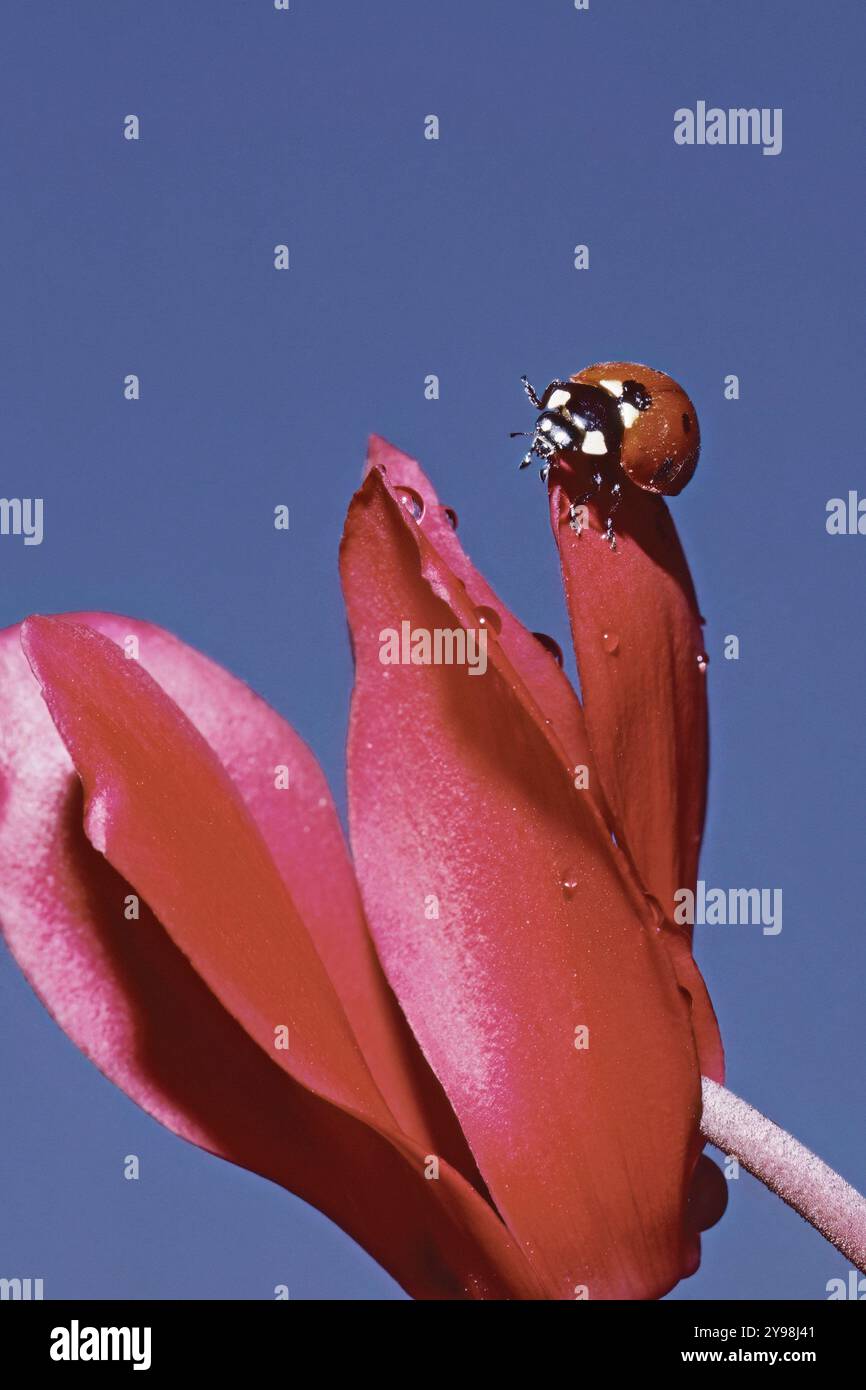 Marienkäfer, Coccinella septempunctata, ruht auf einer Blüte persischer Cyclamen, Cyclamen persicum, vor blauem Hintergrund Stockfoto