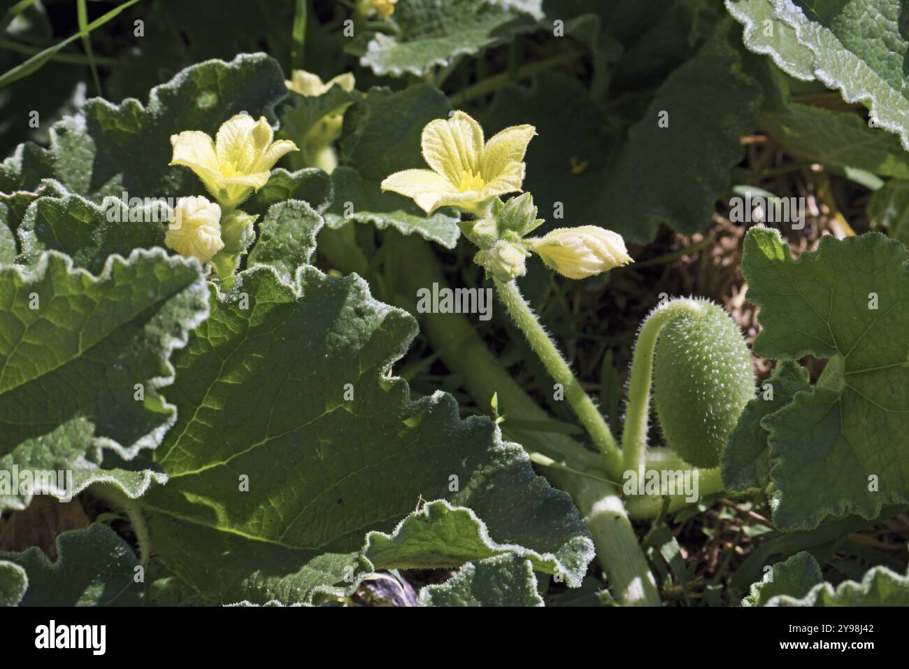 Spritzende Gurkenpflanze, Früchte, Blätter und Blüten, Detail, Ecballium elaterium; Cucurbitaceae Stockfoto