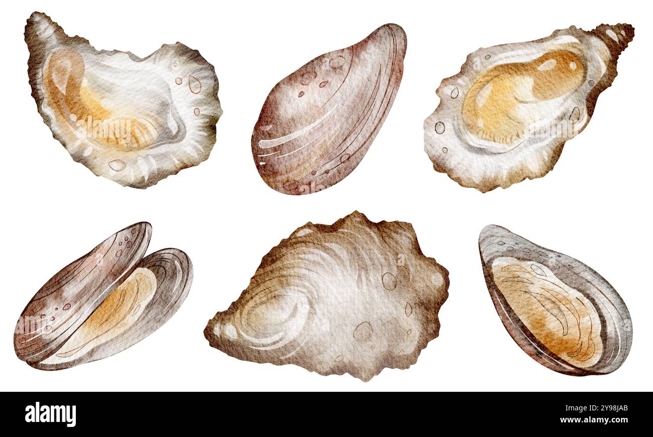 Austern und Muscheln Wasserfarben Clipart Meeresfrüchte auf isoliertem Hintergrund. Handgezeichnete Illustrationen Meeresbewohner für Design, Karten, Druck, Menü Restaurant Stockfoto