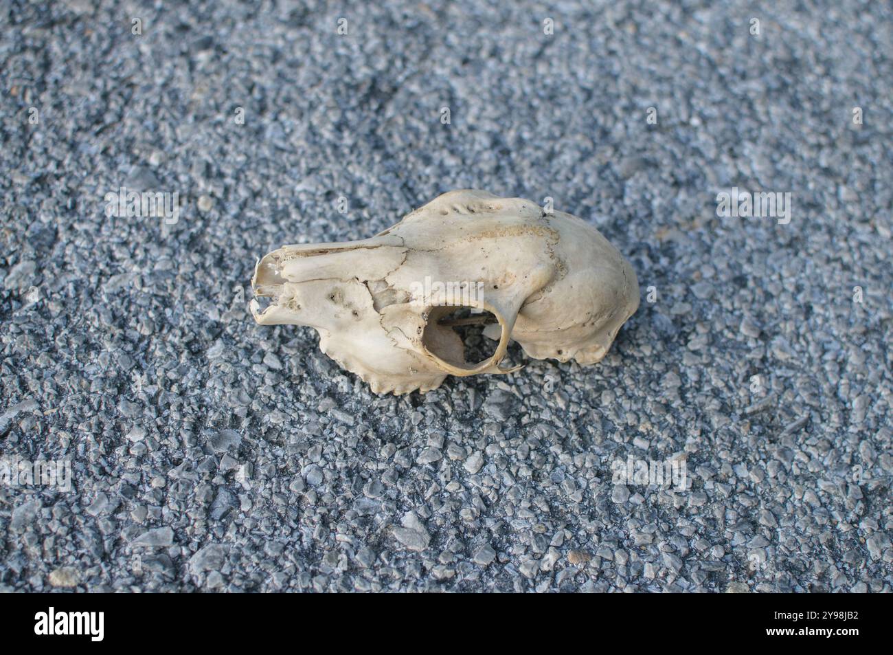 Hundeschädel zerrt von der Strömung eines geschwollenen Flusses Stockfoto