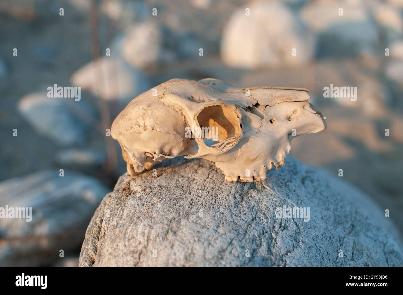 Hundeschädel zerrt von der Strömung eines geschwollenen Flusses Stockfoto